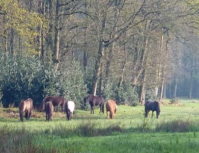 Natuur Kampina uit balans